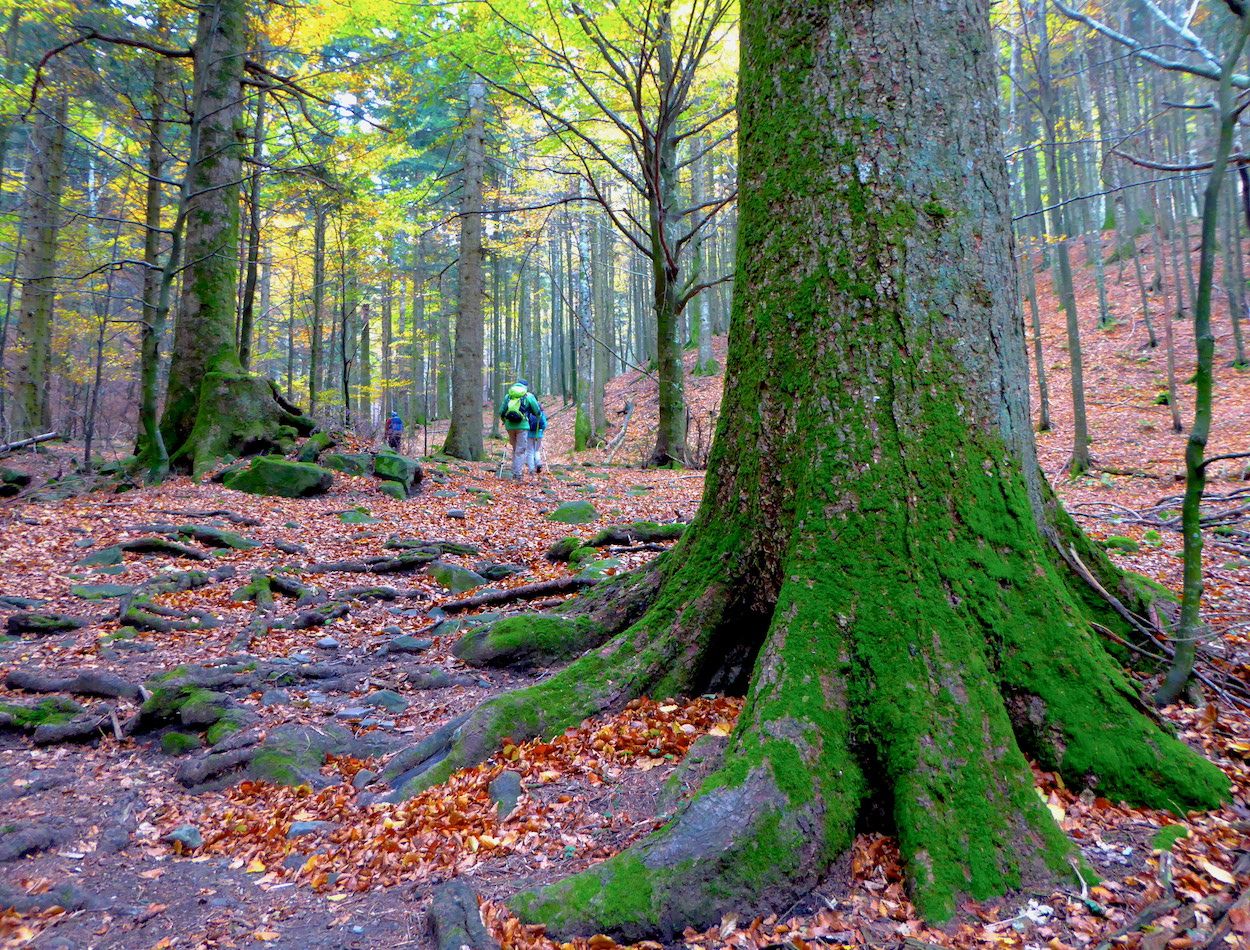 OTOÑO EN LA TOSCANA (Italia)